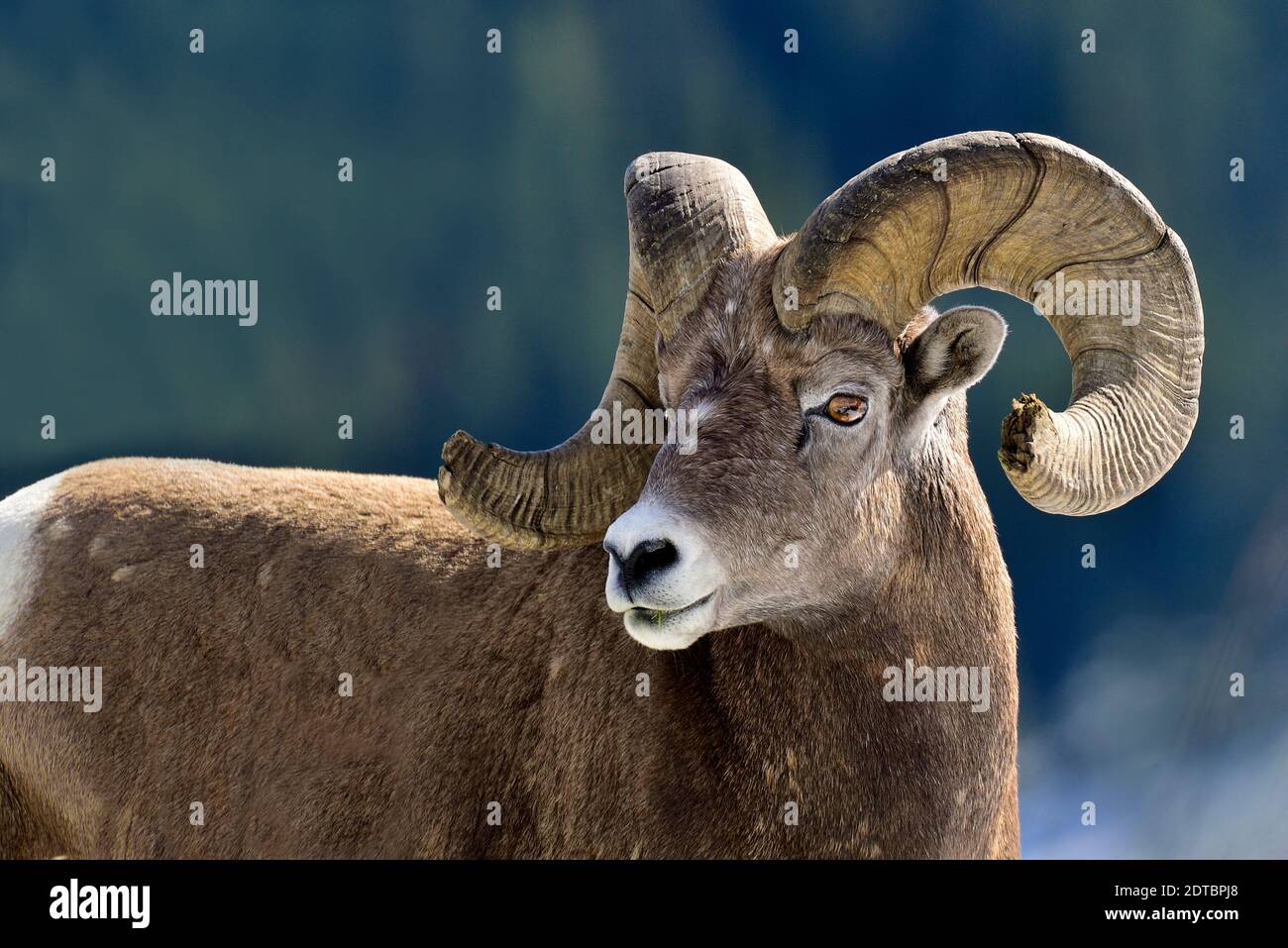An adult male rocky mountain bighorn sheep :Ovis canadensis', looking back over his shoulder in rural Alberta Canada Stock Photo