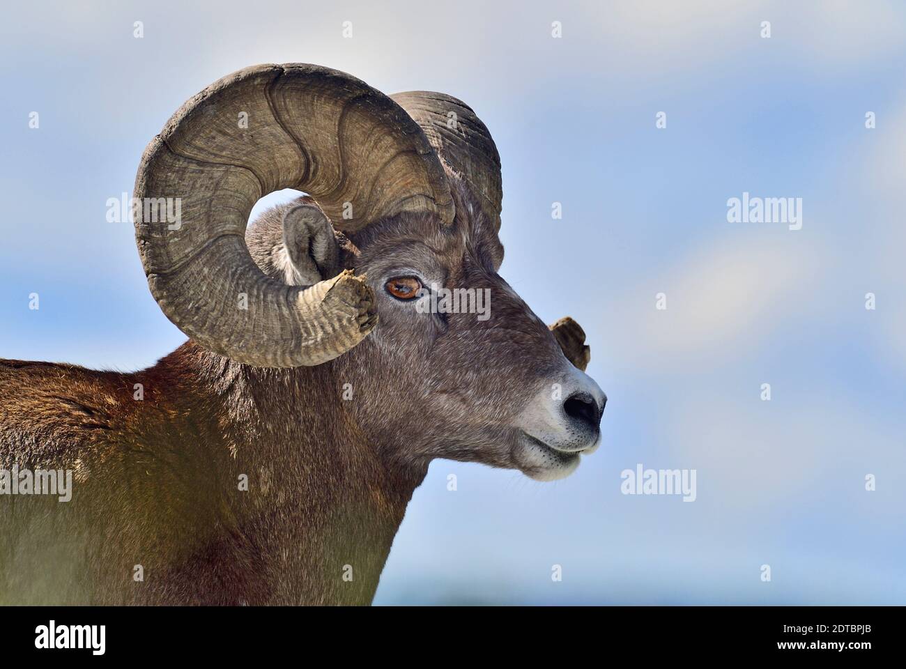 A portrait of an adult male rocky mountain bighorn sheep :Ovis canadensis', in rural Alberta Canada Stock Photo
