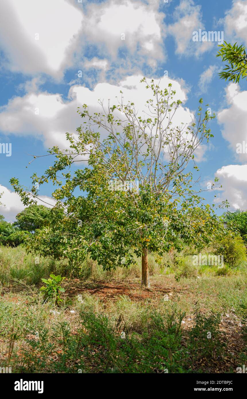 White Sapote Tree With Fruits Stock Photo