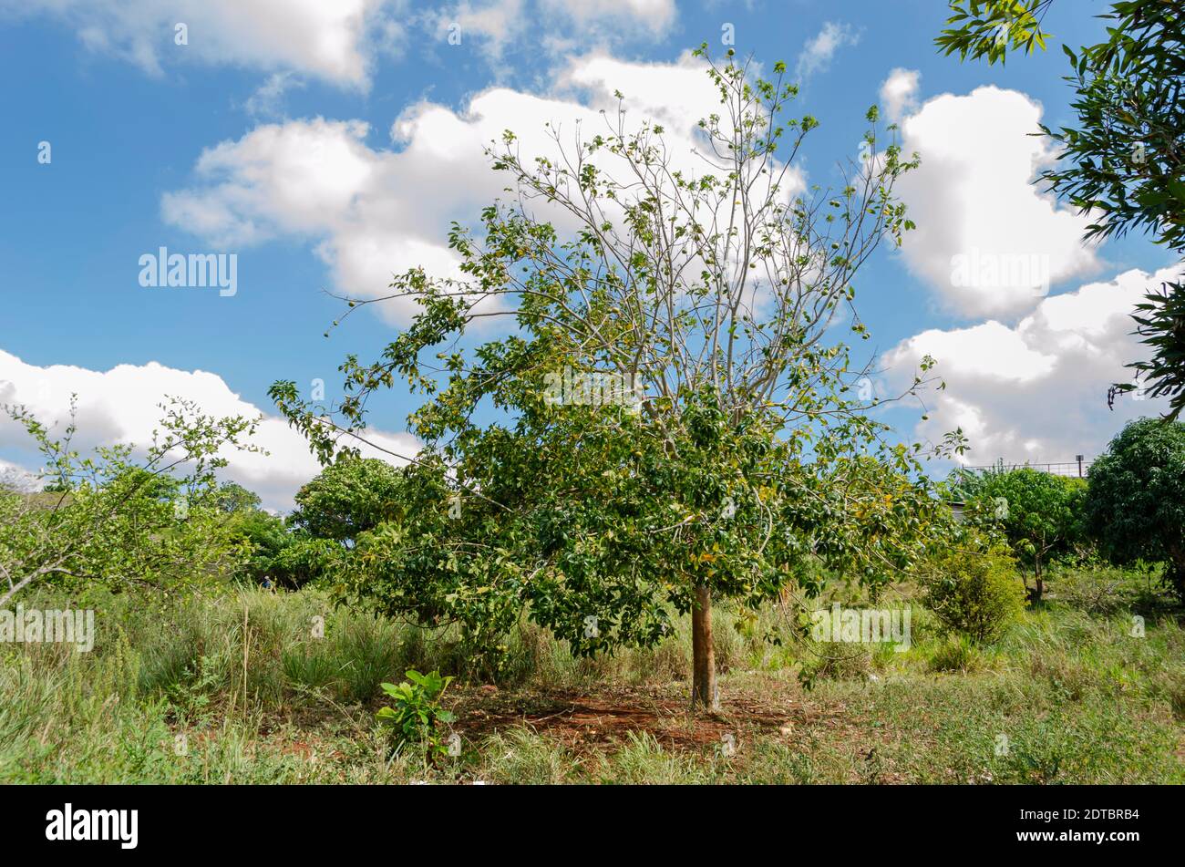 White Sapote Tree Stock Photo