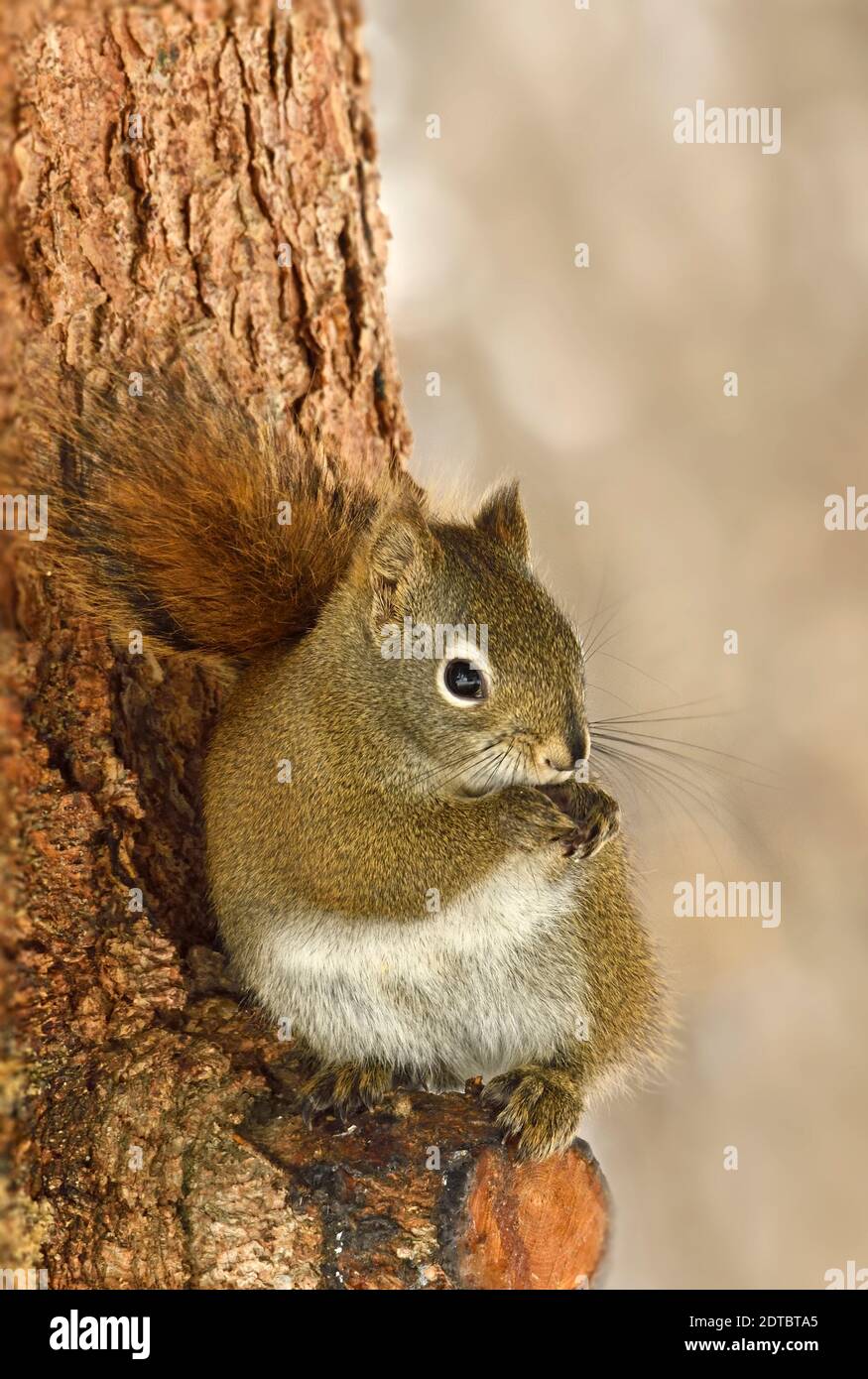 A vertical image of a red squirrel 'Tamiasciurus hudsonicus', sitting on a cut off spruce tree branch cleaning his front paws in rural Alberta Canada. Stock Photo