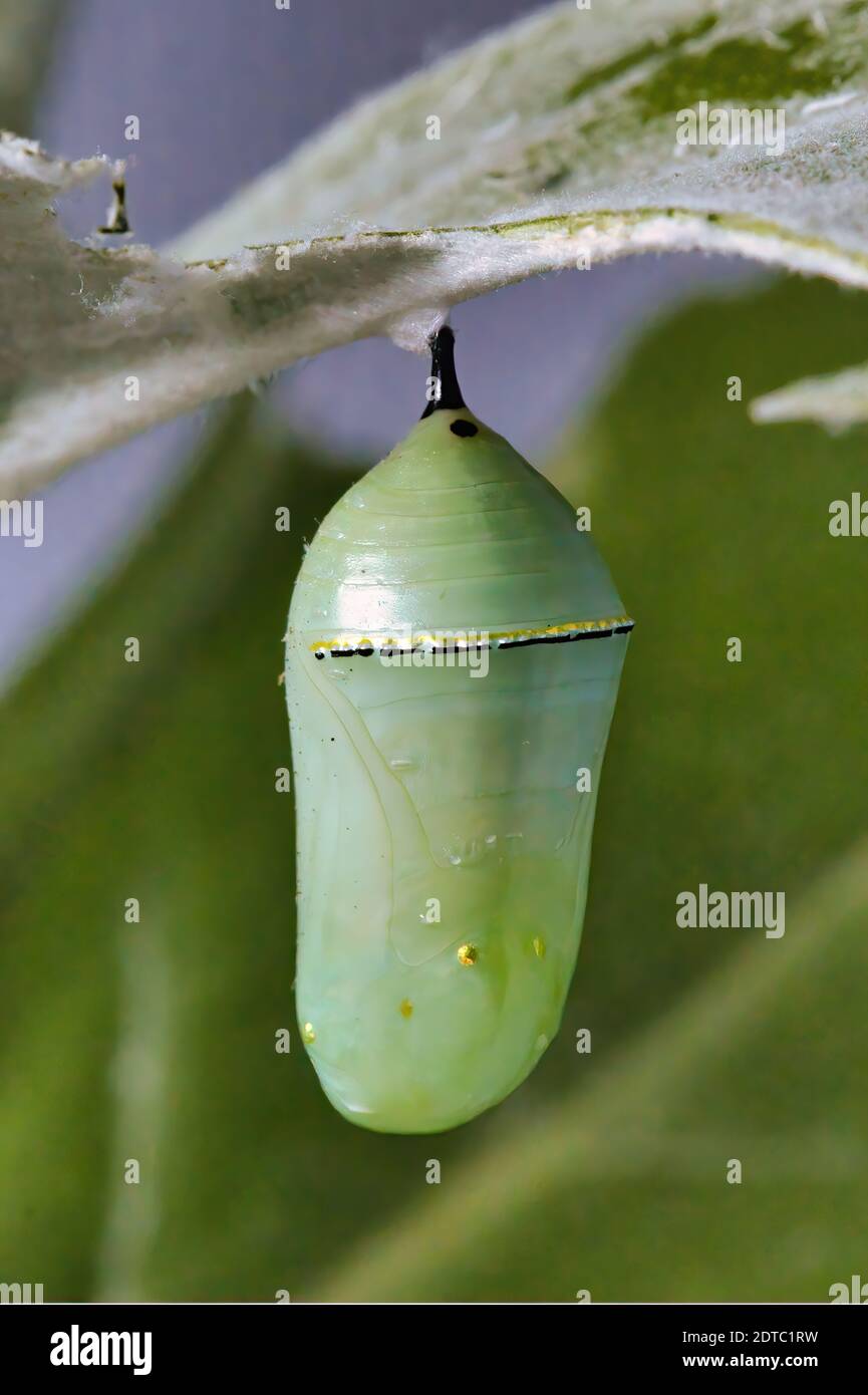 Pale green monarch chrysalis atached to a green leaf. Stock Photo