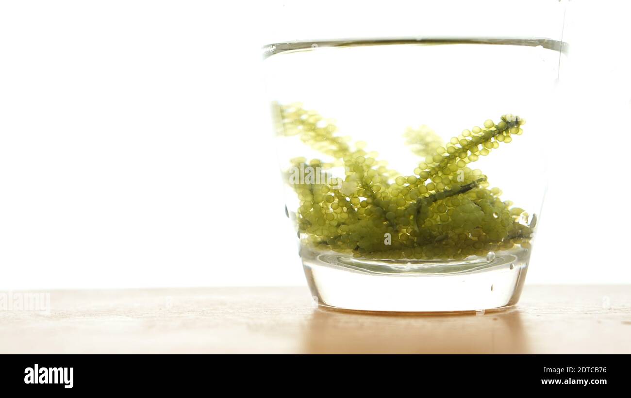 Umibudo Japanese Sea Grapes Algae Species Caulerpa Lentillifer Healthy