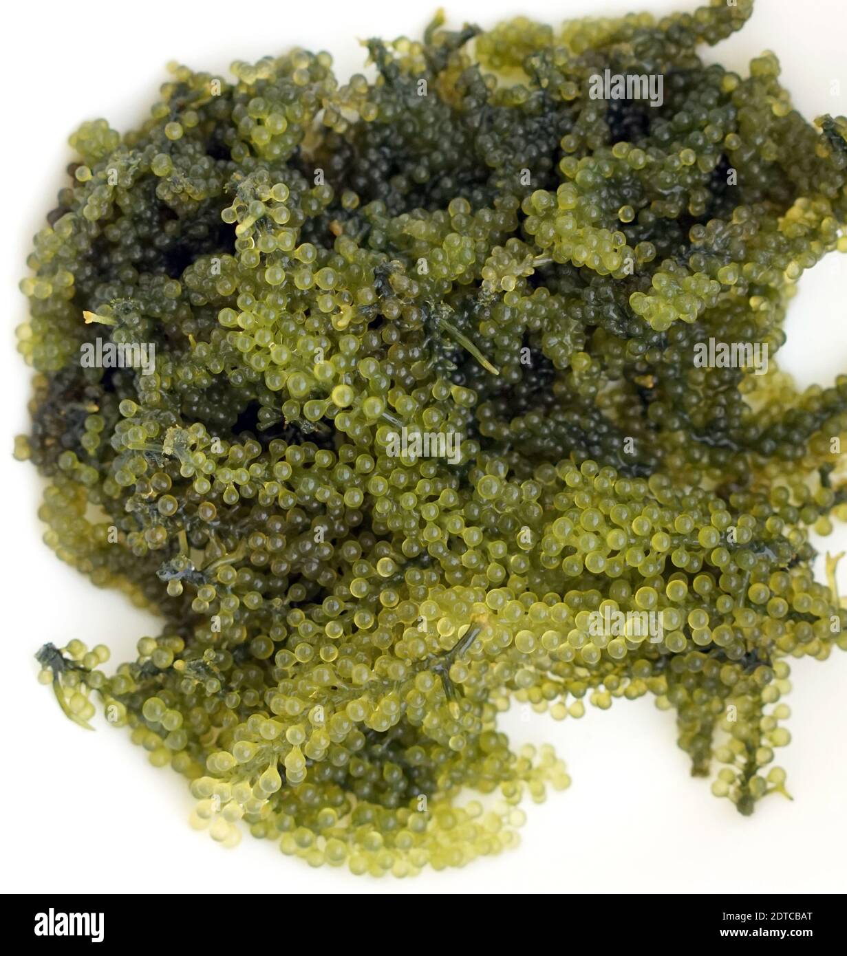 Umibudo Japanese Sea Grapes Algae Species Caulerpa Lentillifer Healthy Food Stock Photo Alamy