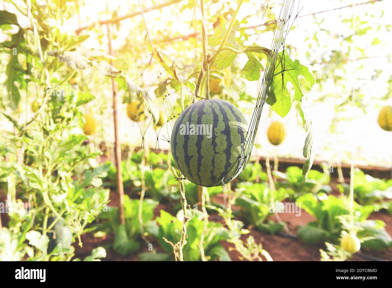 Watermelon growing in the garden, Green watermelon farm organic in  greenhouse Stock Photo - Alamy
