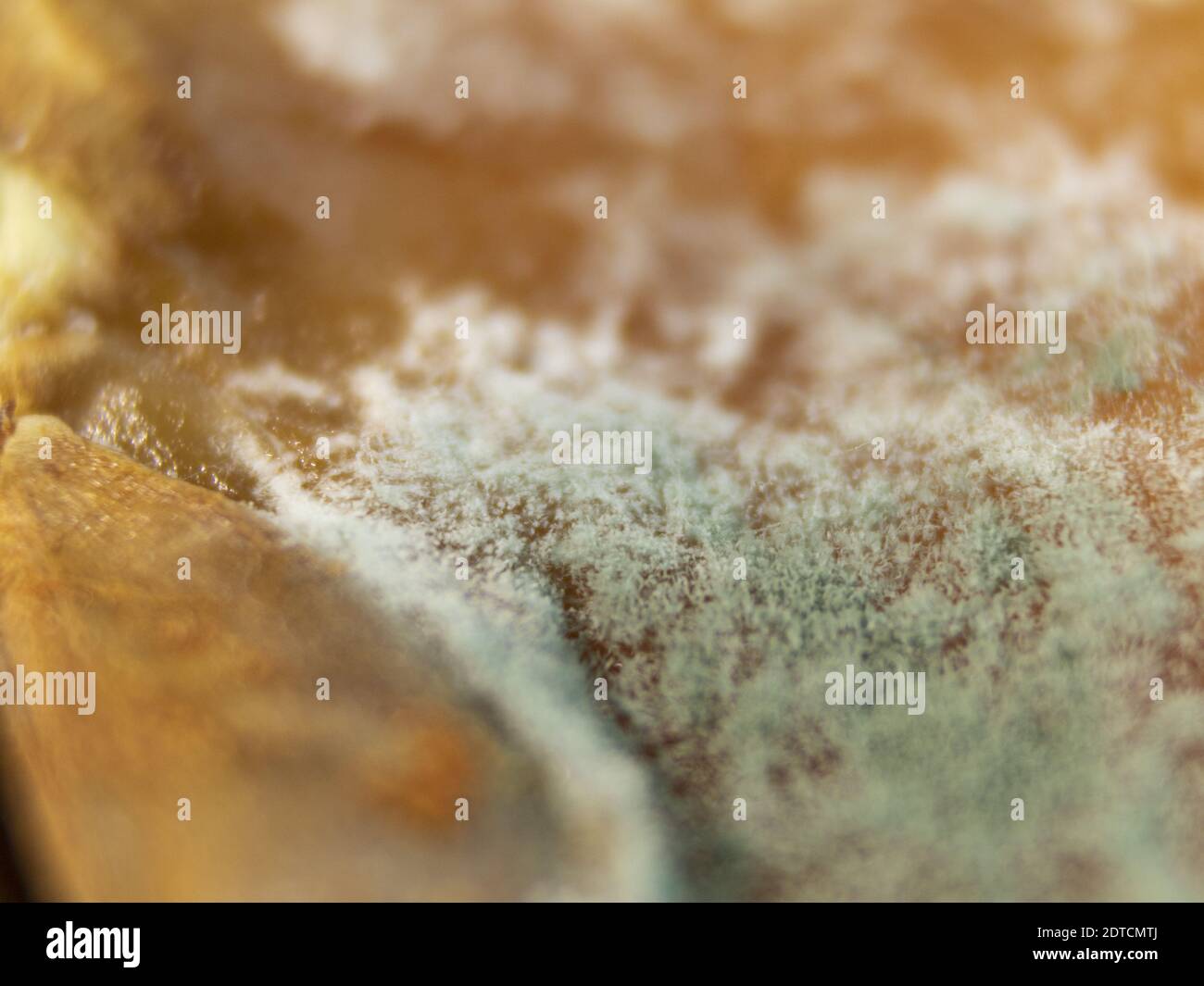 Macro photo of mold. Fungus with mold on dried fruits. Incorrect