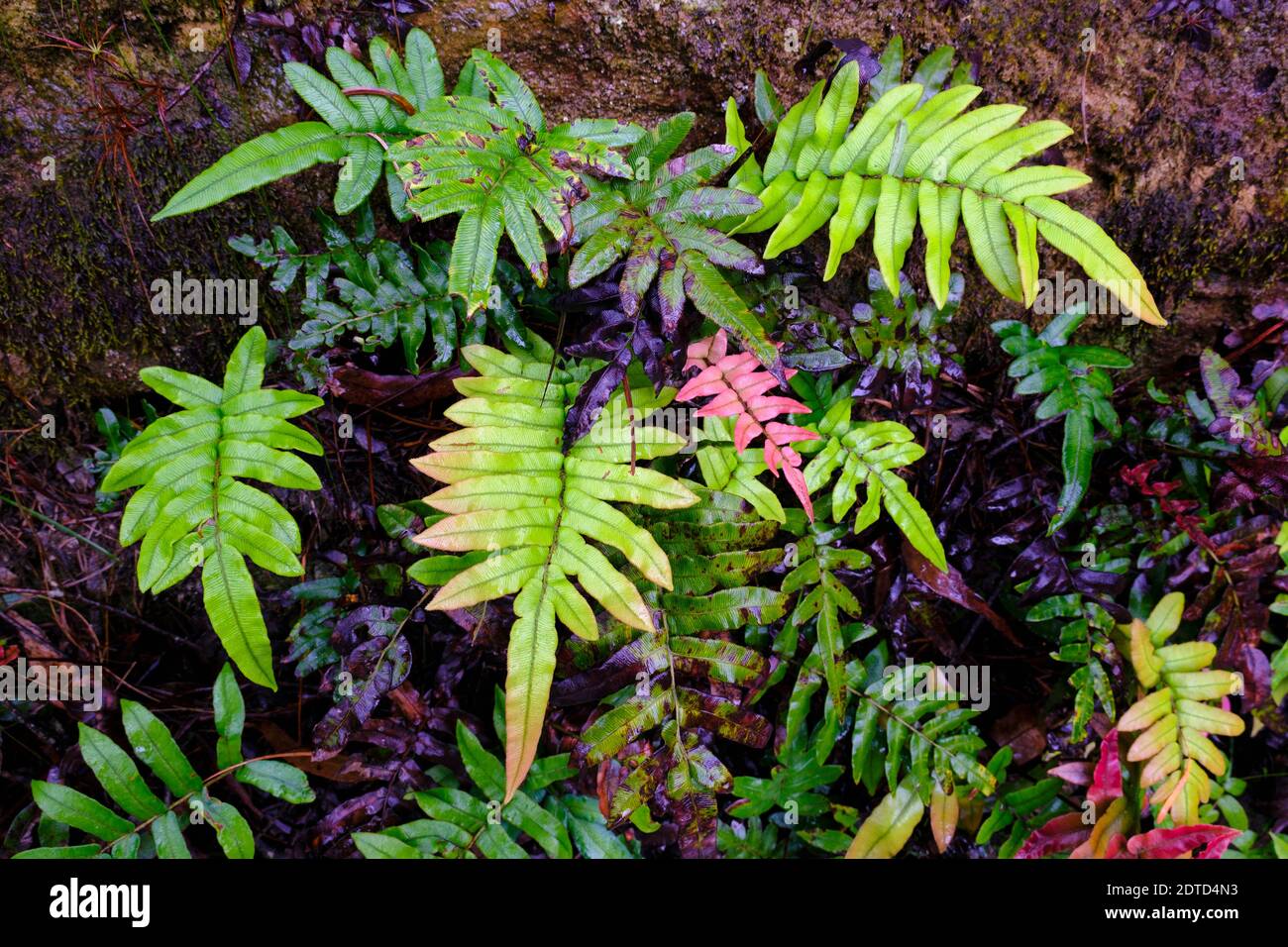 Australia, New South Whales, Blue Mountains National Park, Fern leaves in rainforest Stock Photo