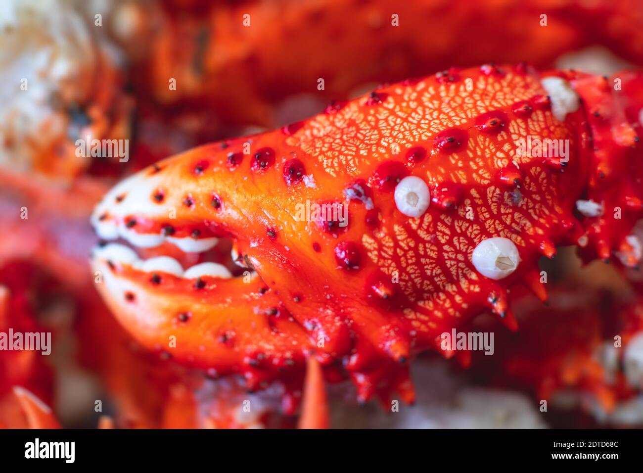 Kamchatka crab, frozen red king crab, Alaskan king crab close up view