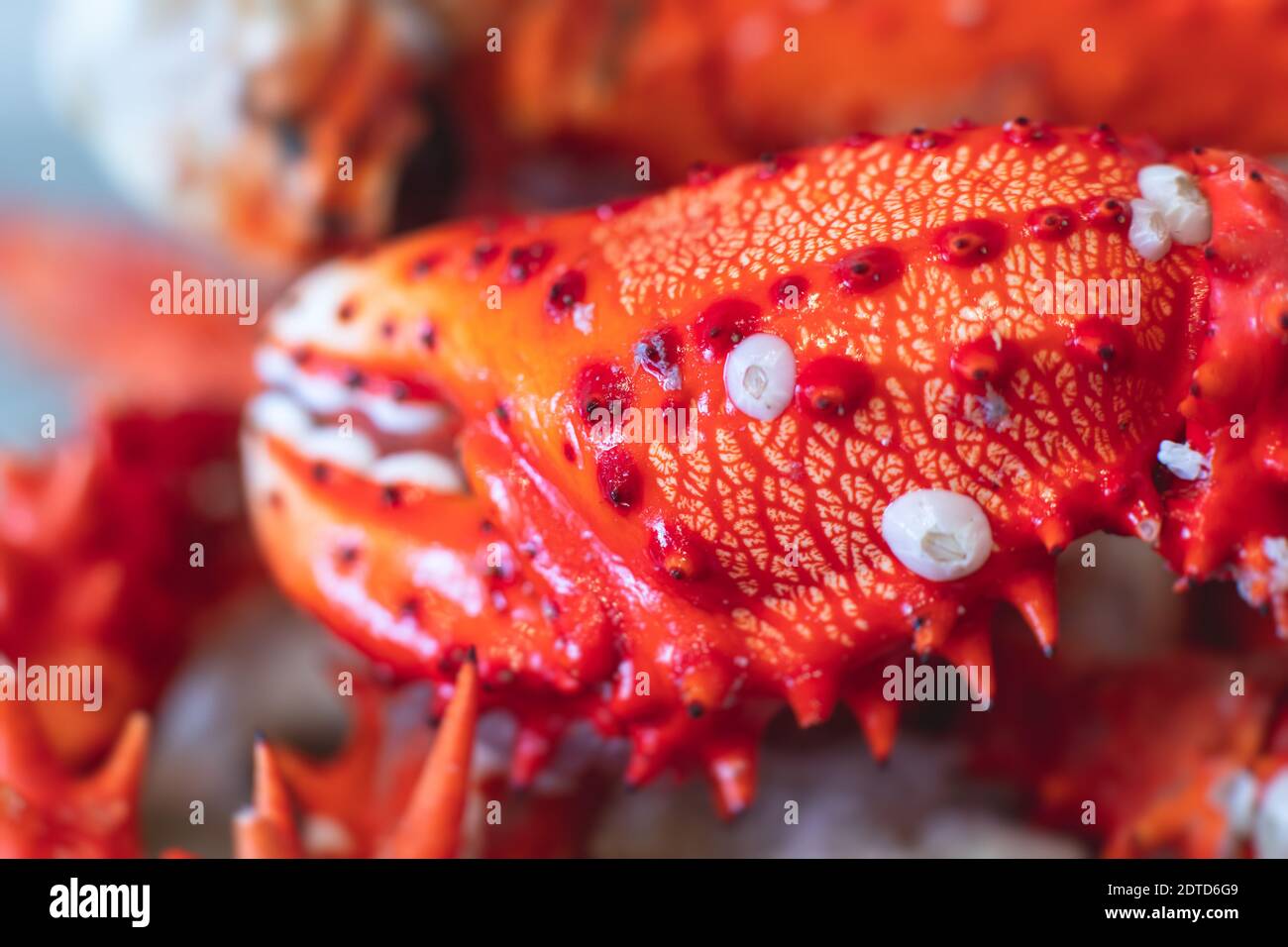 Kamchatka crab, frozen red king crab, Alaskan king crab close up view, vibrant macro image in
