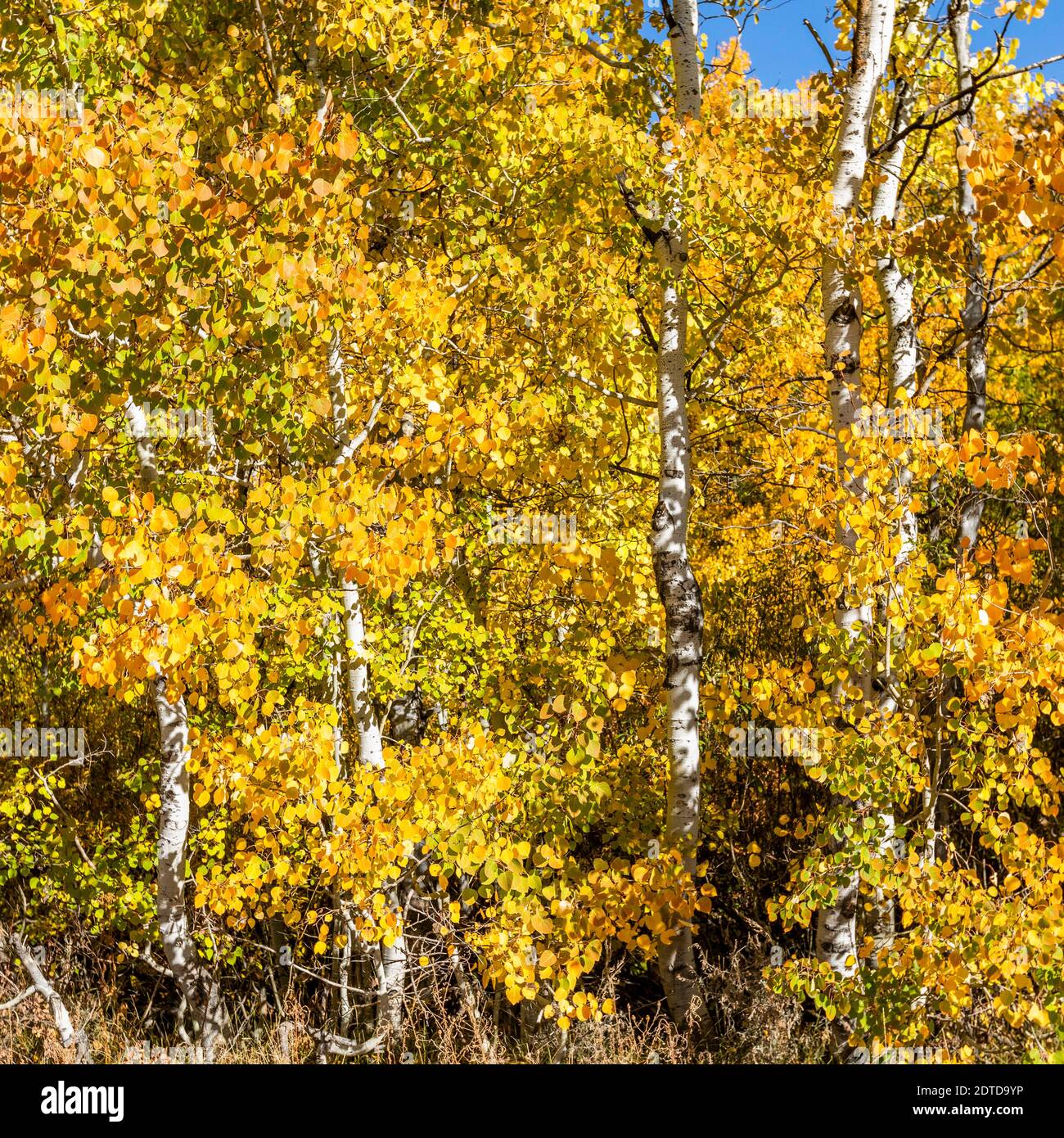 USA, Idaho, Sun Valley, Yellow aspen trees Stock Photo