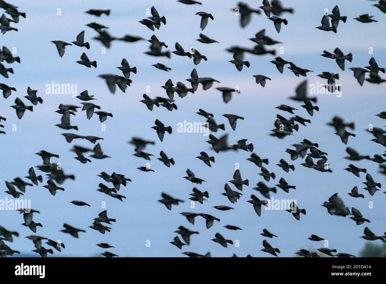 USA, Idaho, Bellevue, Flock of birds in flight Stock Photo