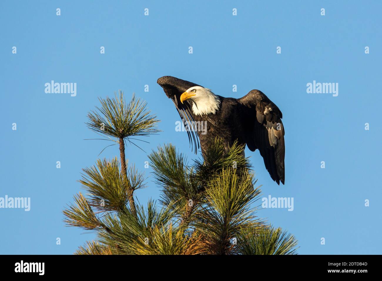 A bald eagle on a tree top opens its wings a little bit in north Idaho Stock Photo Alamy