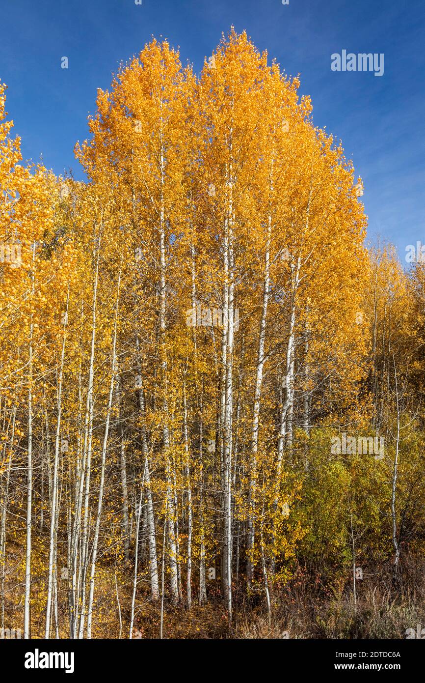 USA, Idaho, Sun Valley, Yellow trees in autumn forest Stock Photo