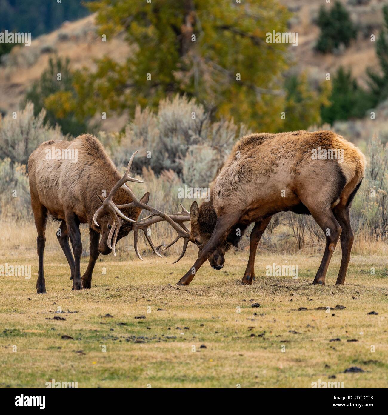 USA, Wyoming, Yellowstone National Park, Elk (Cervus elaphus) bulls in sparring duel for dominance in Yellowstone National Park Stock Photo
