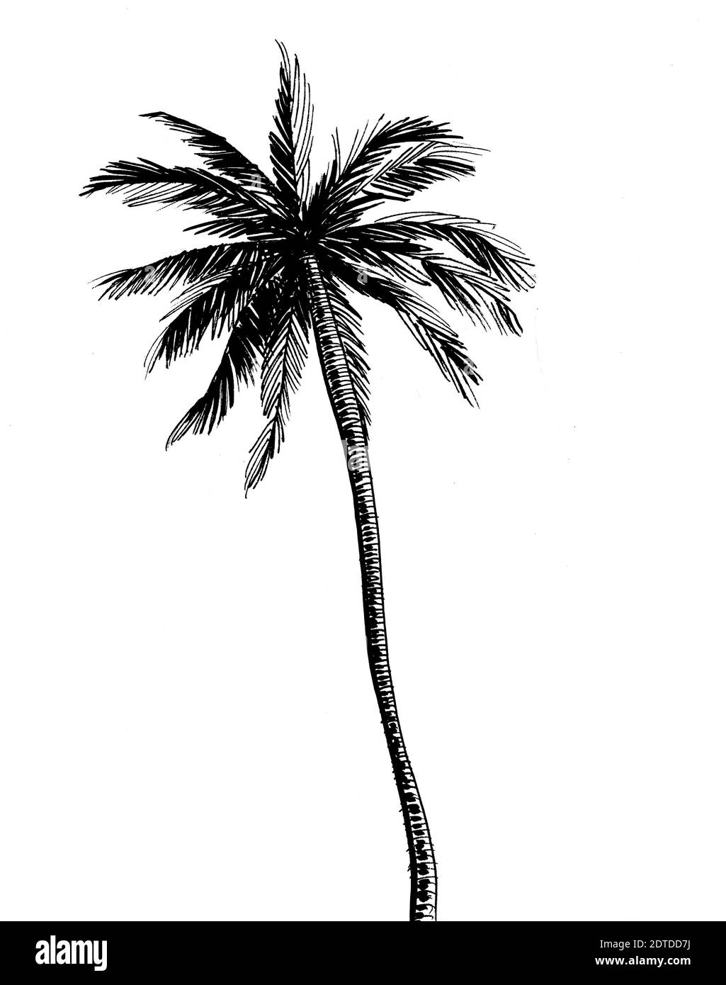 Tropical palm tree. Ink black and white drawing Stock Photo - Alamy