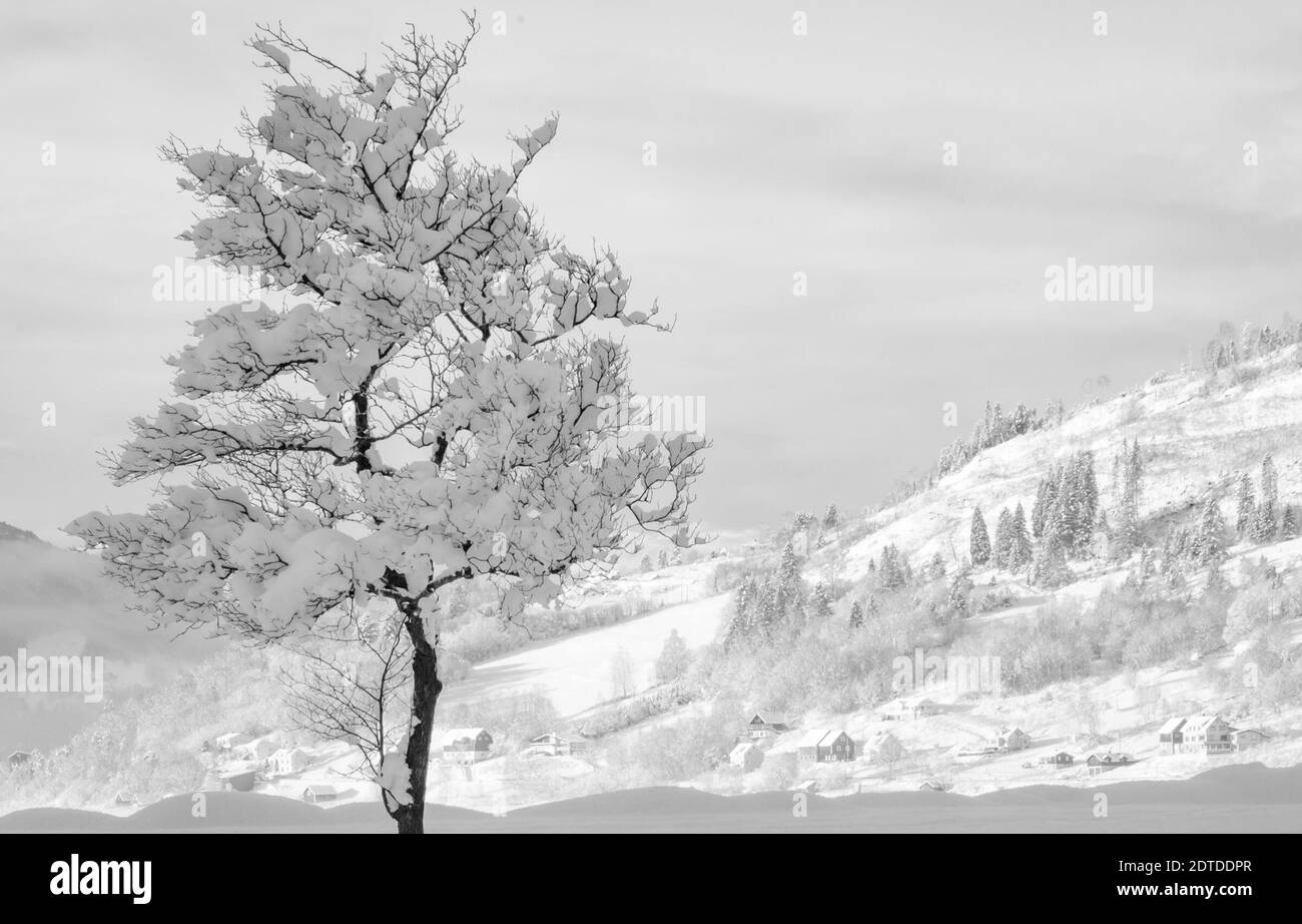 Cherry Blossom Tree Against Sky During Winter Stock Photo Alamy