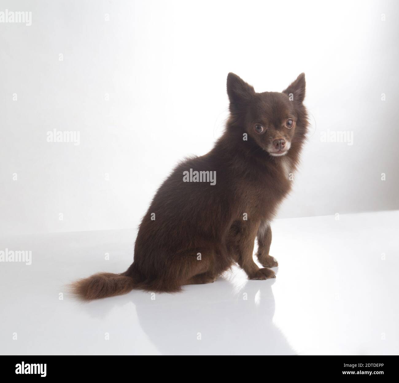 Cute dark brown chihuahua dog sitting on white background Stock Photo ...