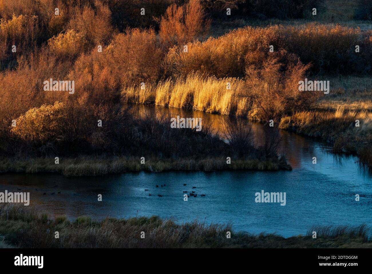 USA, Idaho, Bellevue, Fall colored rushes in sunlight by pond Stock
