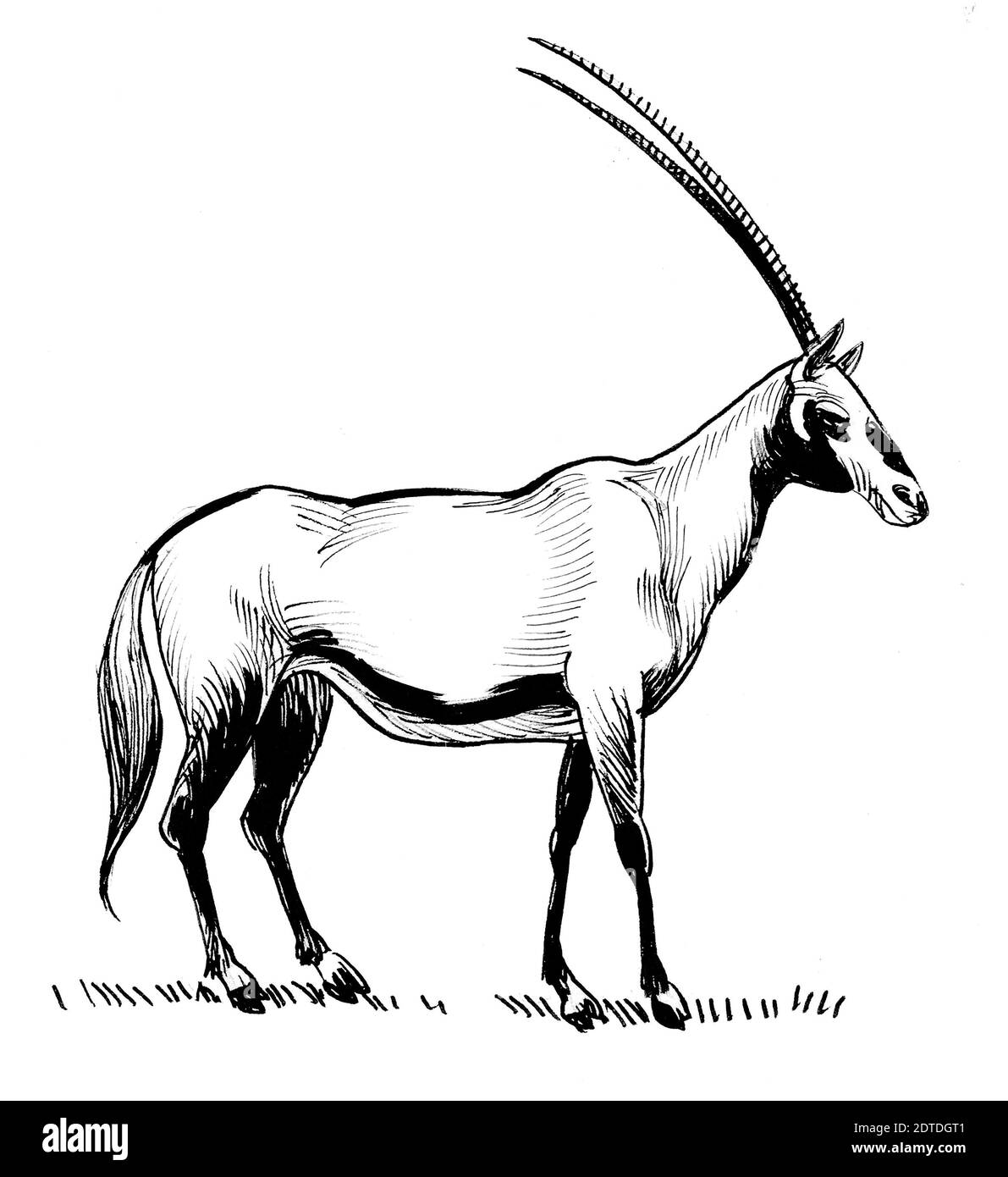 African antelope with long horns. Ink black and white illustration
