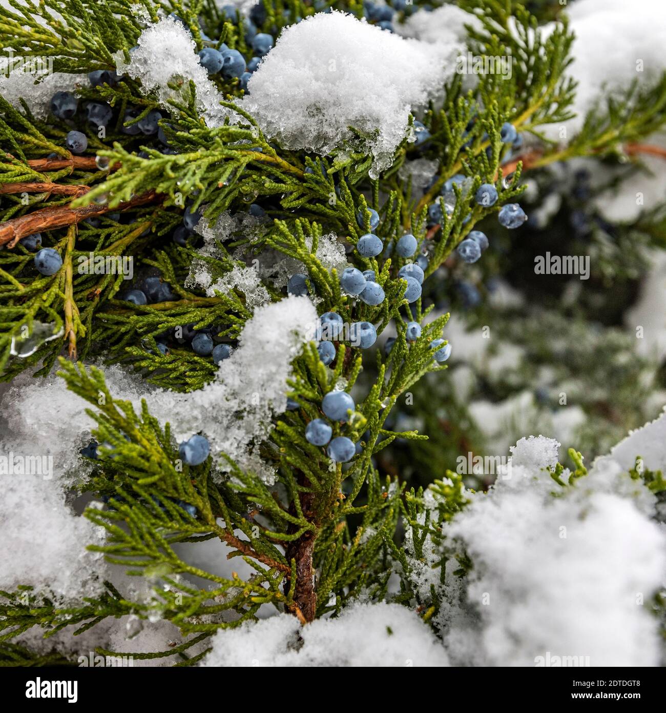 Close up of juniper tree covered with snow Stock Photo