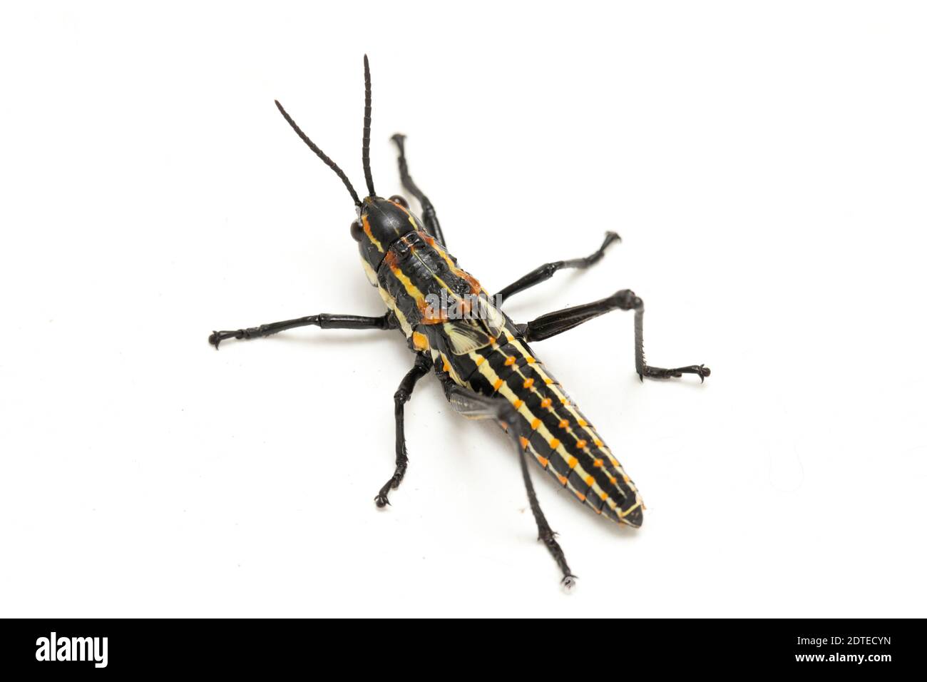 Northern Spotted grasshopper (Aularches miliaris) isolated on white background Stock Photo