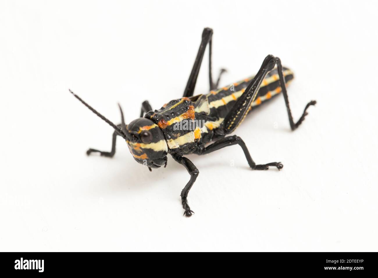 Northern Spotted grasshopper (Aularches miliaris) isolated on white background Stock Photo