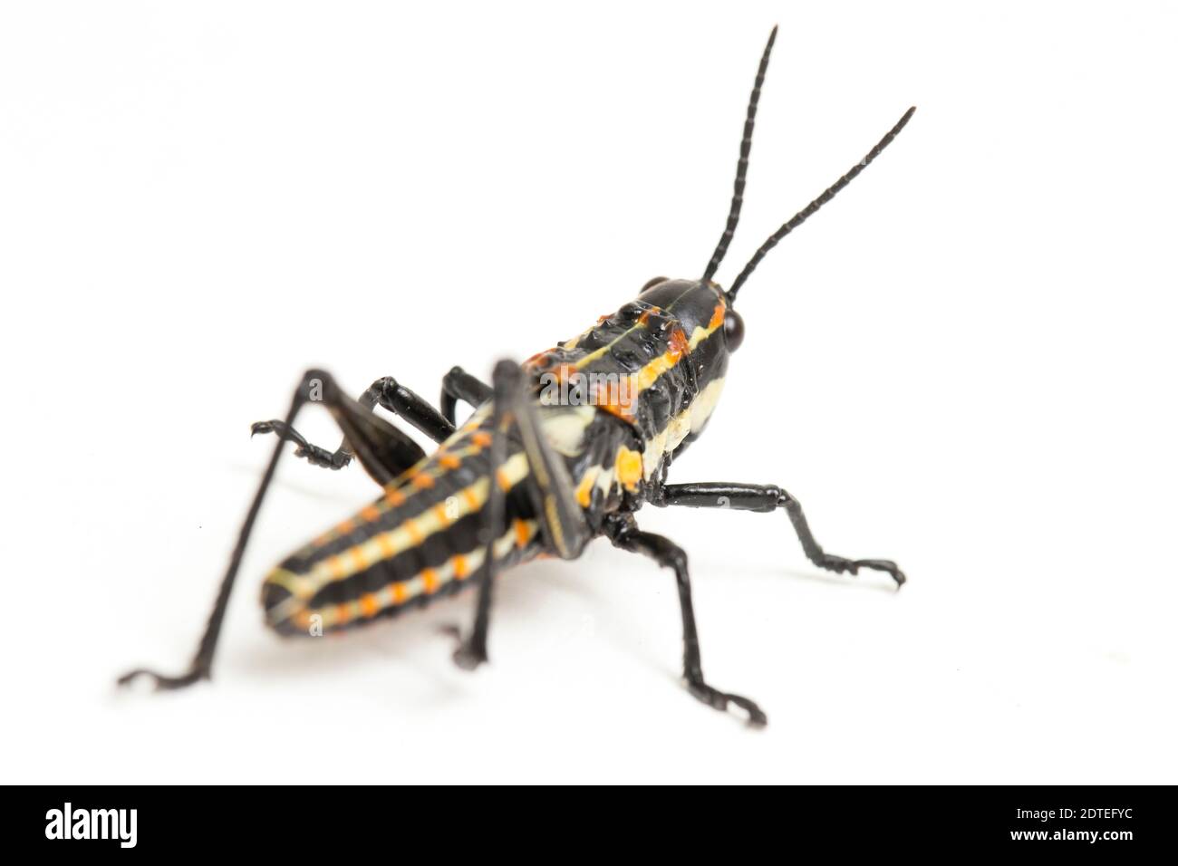 Northern Spotted grasshopper (Aularches miliaris) isolated on white ...