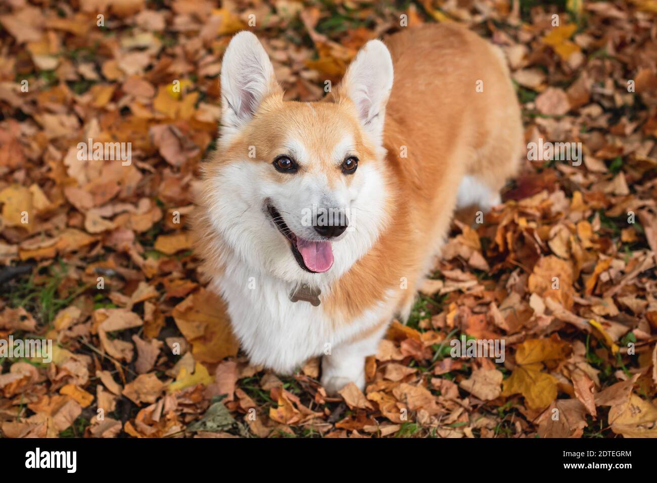 Close up cute yellow corgi hi-res stock photography and images - Alamy