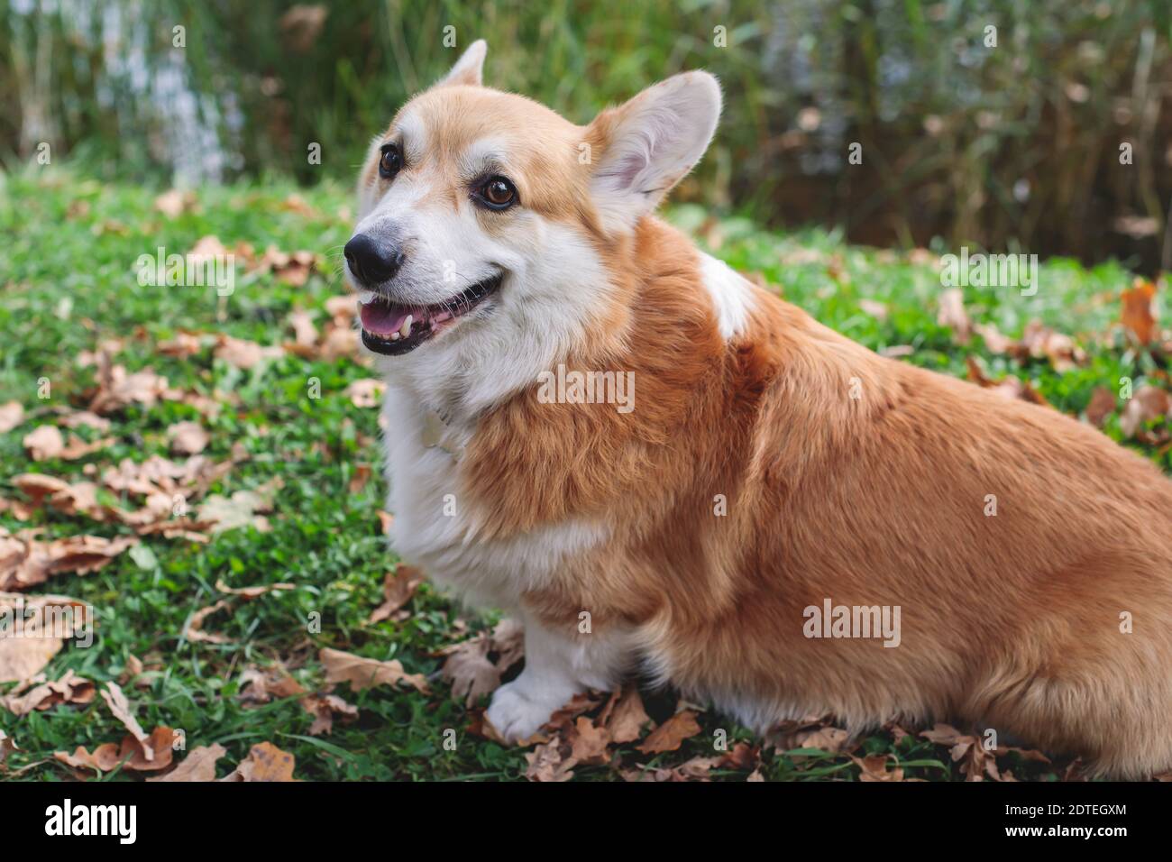 Close up portait view of adult young happy Welsh Corgi dog puppy ...