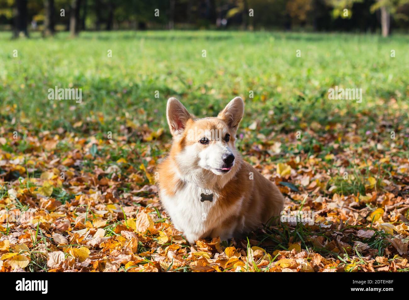 Close up portait view of adult young happy Welsh Corgi dog puppy ...