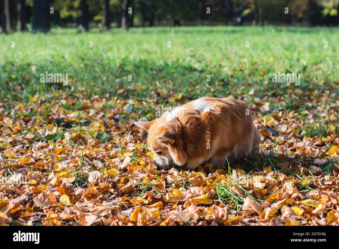 Close up cute yellow corgi hi-res stock photography and images - Alamy