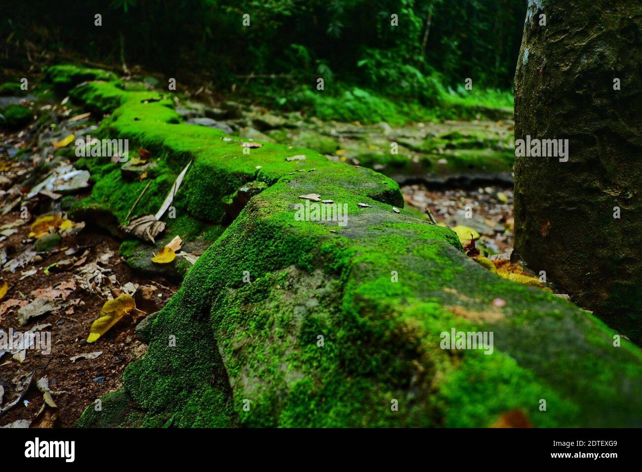 Moss Growing On Rocks In Forest Stock Photo Alamy