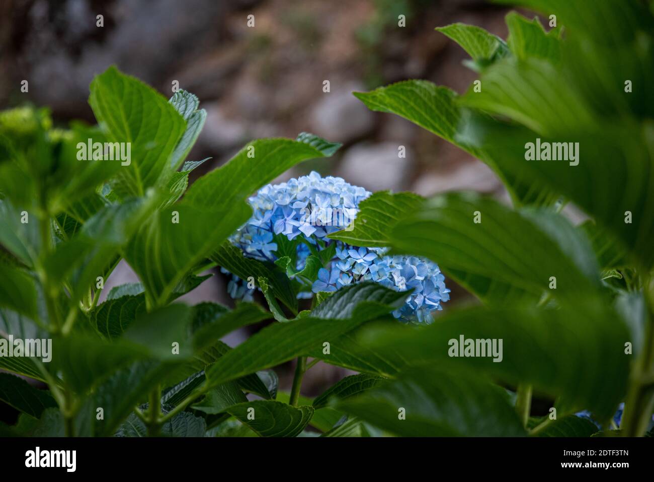 Beautiful purple-blue hydrangea flowers, close up Stock Photo - Alamy