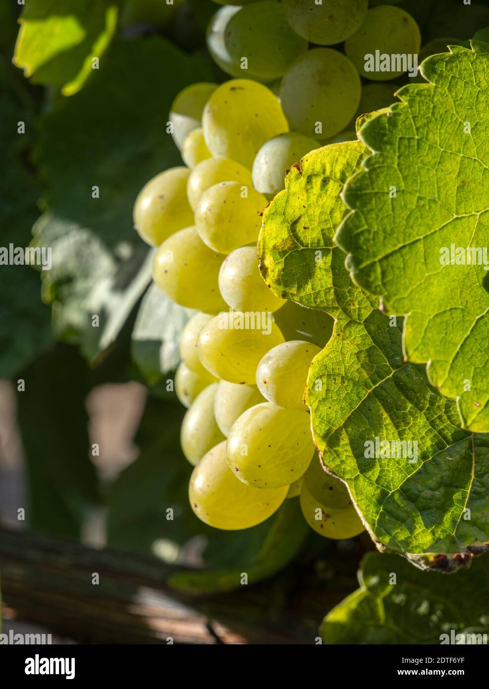 Cluster of grapes close up for harvesting and wine making Stock Photo