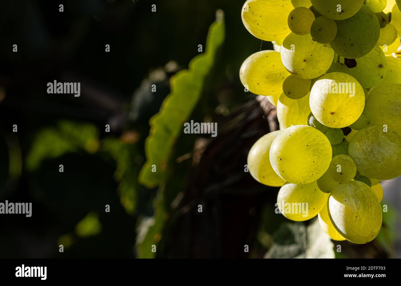 Cluster of grapes close up for harvesting and wine making Stock Photo