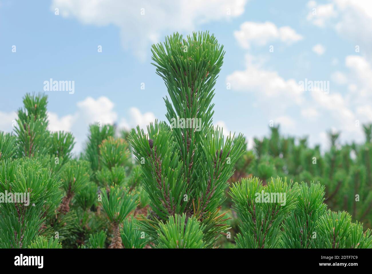 Pine branches against a blue sky. Pine forest side view Stock Photo