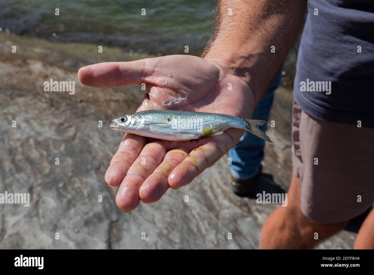 Fisherman showing a fish in his hand up close Stock Photo
