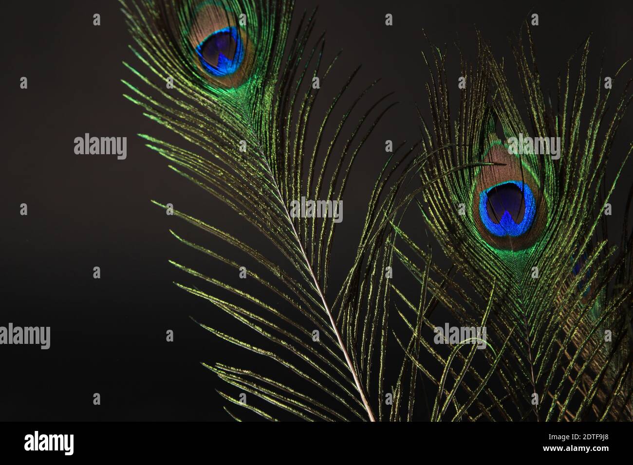 Peacock feather isolated on a black background. High quality photo ...