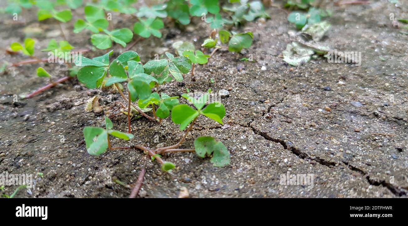 High Angle View Of Small Plant Growing On Field Stock Photo