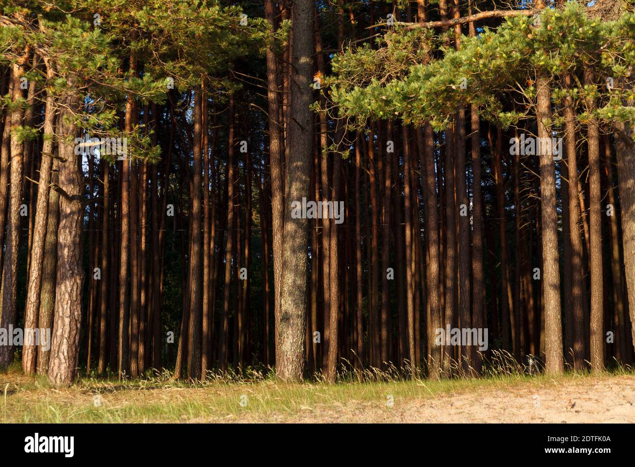 Pine forest at the beach. Sunny summer day Stock Photo - Alamy