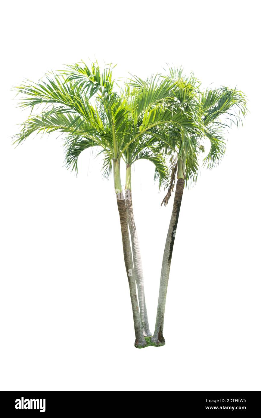Palm Trees Against White Background Stock Photo - Alamy