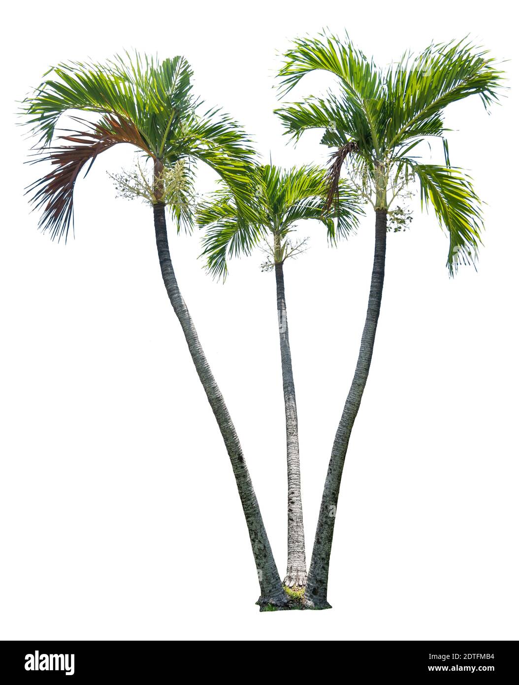 Palm Trees Over White Background Stock Photo - Alamy