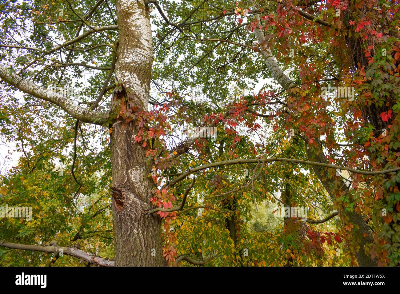 Overgrown by green leaf trees hi-res stock photography and images - Alamy