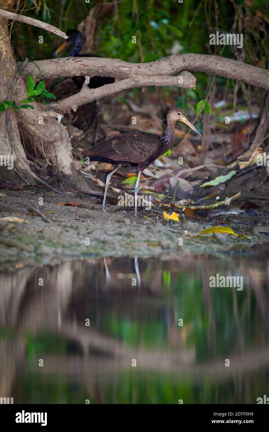 Limpkin, Aramus guarauna, at the lakeside of Gatun Lake, Colon Province, Republic of Panama. Stock Photo