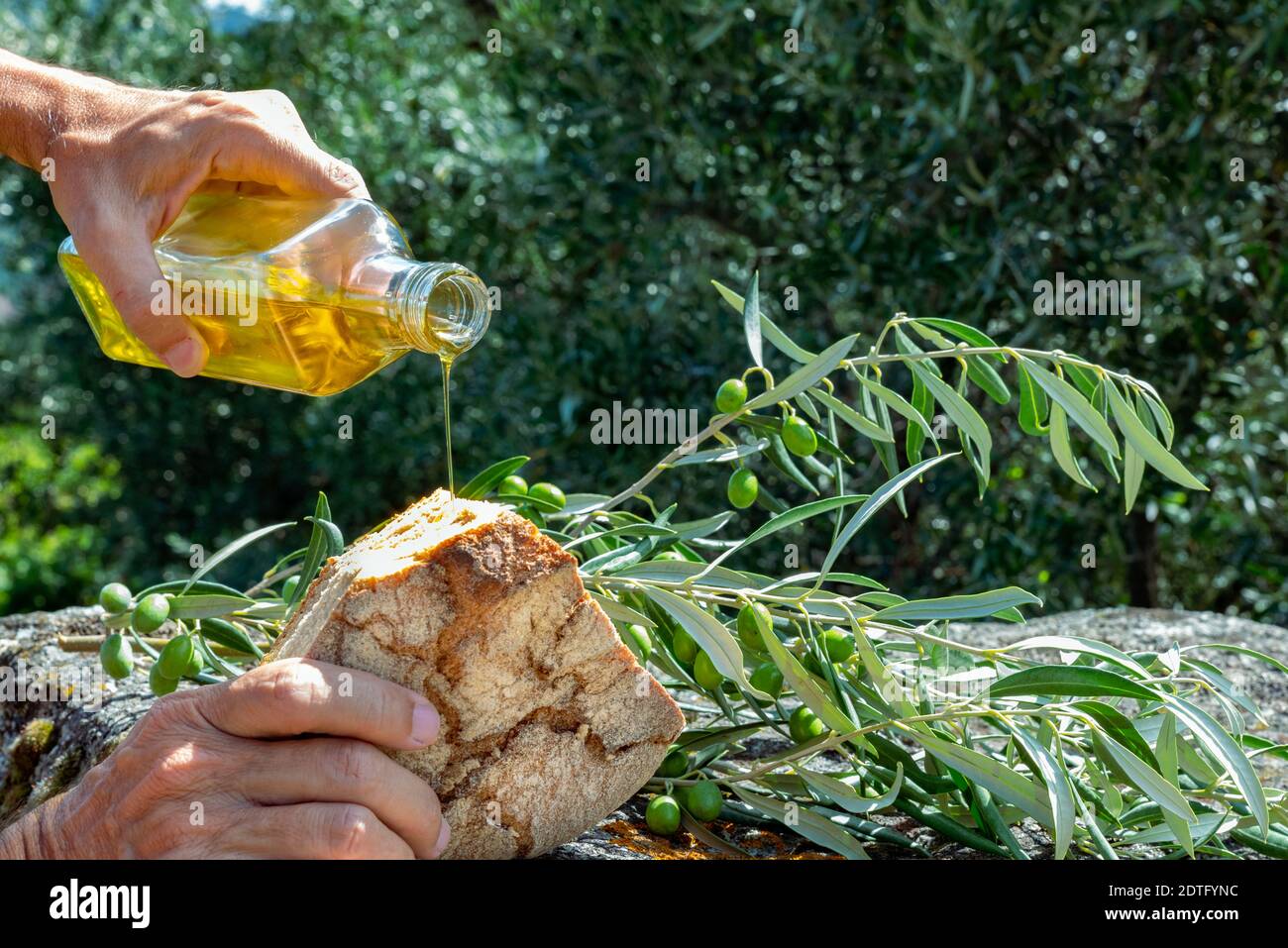 Olive harvest with rocky bottom oil bottle in grey with bread, hands seasoning the bread Stock Photo