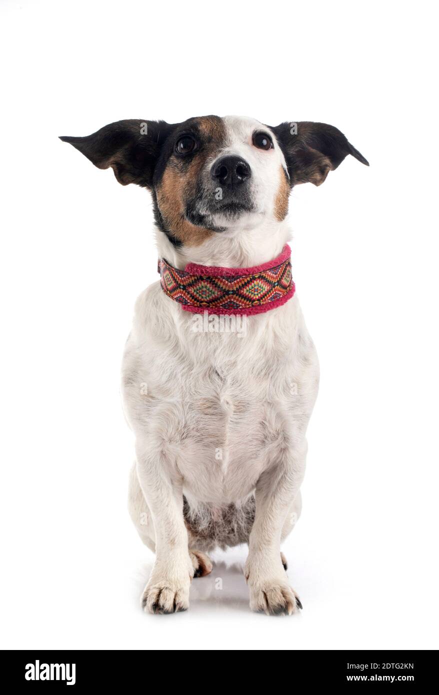 jack russel terrier in front of white background Stock Photo - Alamy