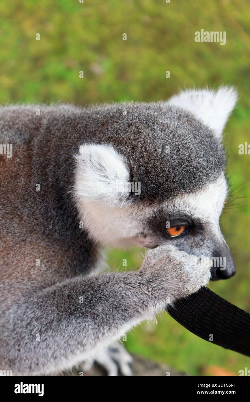 koala lemur high resolution stock photography and images alamy
