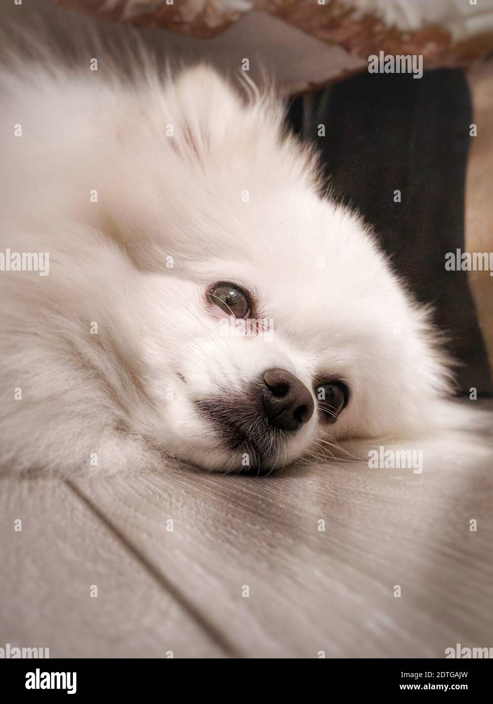 White dog lying down hi-res stock photography and images - Alamy