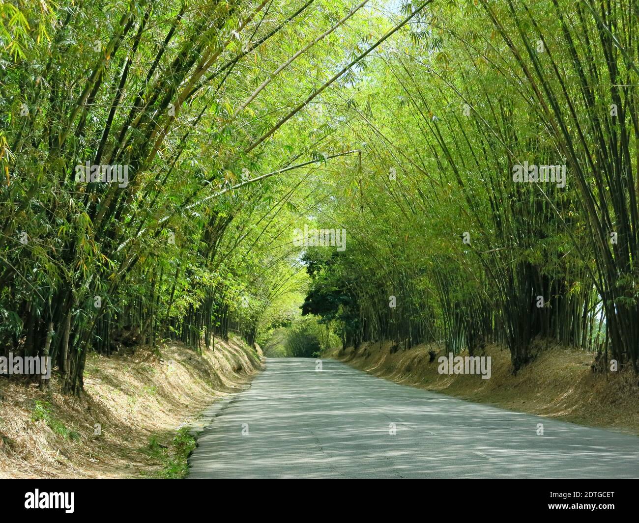 Bamboo avenue jamaica hires stock photography and images Alamy
