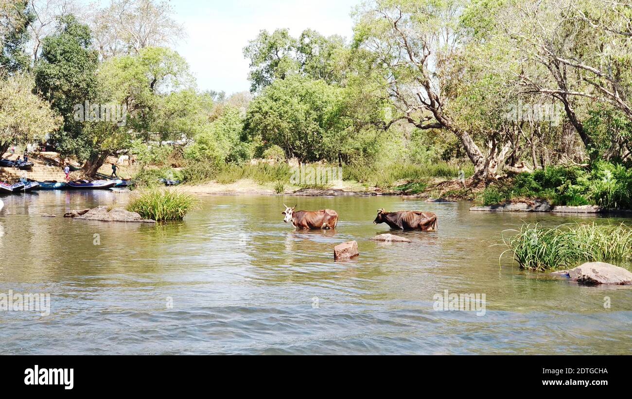 Cow In River Against Trees Stock Photo
